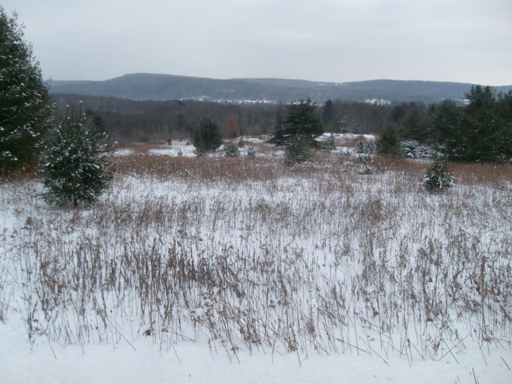 0 Fish Hill Road Willet, NY 13863 - Photo 3 of 6 Gallery Image 3