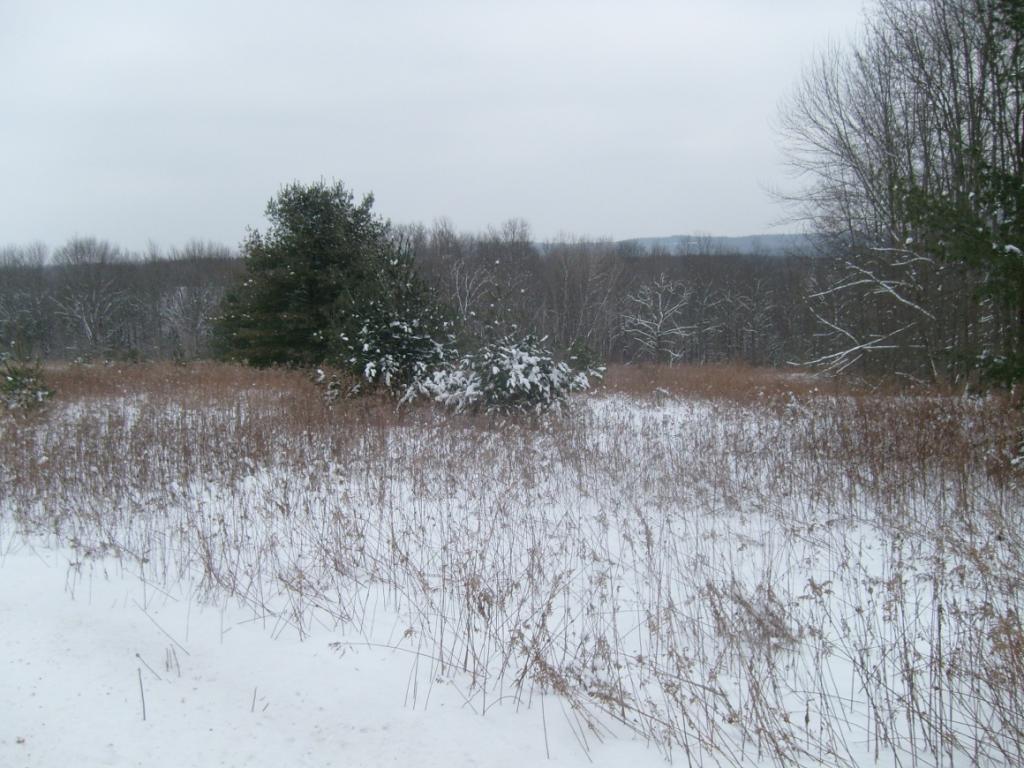 0 Fish Hill Road Willet, NY 13863 - Photo 5 of 6 Gallery Image 5