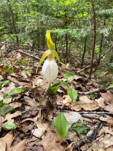 262 Mitchell Brook Road Temple, ME 04984 - Photo 48 of 65 Lady slipper