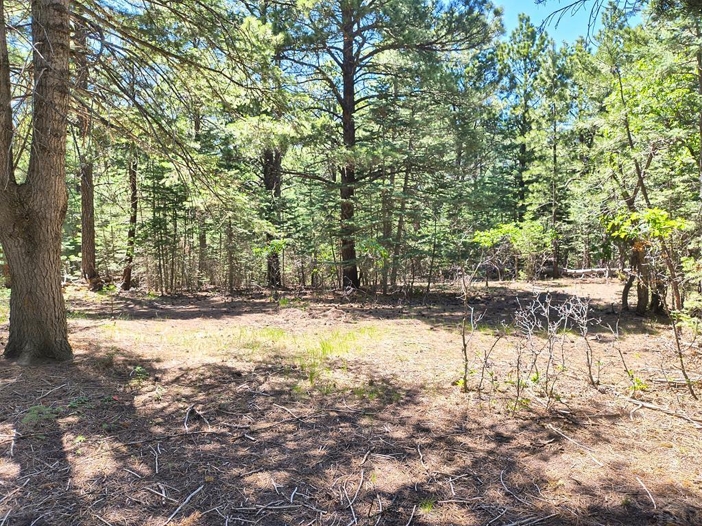 10940 Bartlett Trail Rye, CO 81069 - Photo 14 of 17