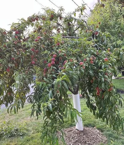 $449,000 | 446 Princeton Avenue, Hamilton, NJ 08619