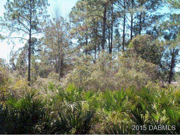 4 Eastern Place Palm Coast, FL 32164 - Photo 8 of 10 a view of a forest with a tree
