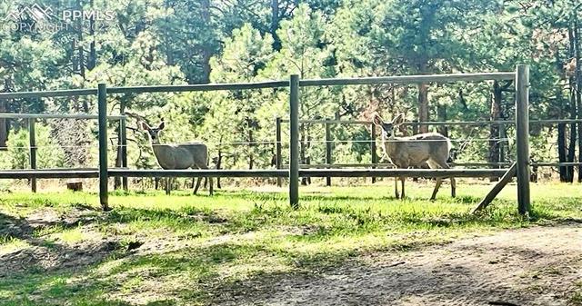 4140 Shoup Road Colorado Springs, CO 80908 - Photo 44 of 44 Local wildlife