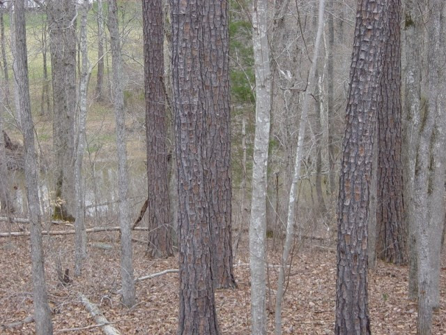 Rivers Edge Road Oxford, NC 27565 - Photo 2 of 3 Photo 2