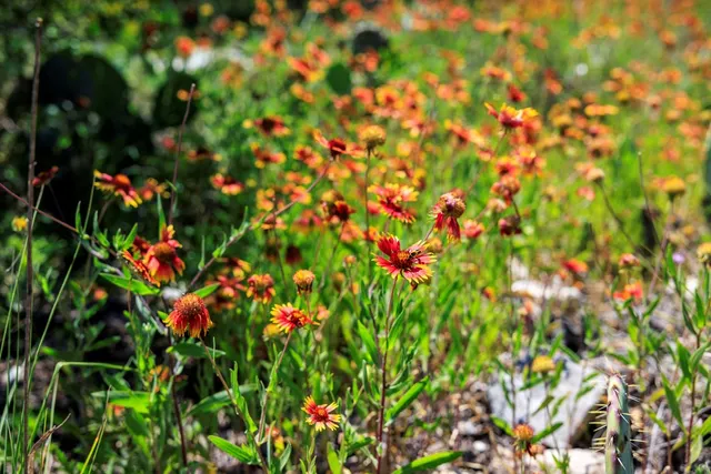 $6,250,000 | 256 Persimmon Point, Mason, TX 76856