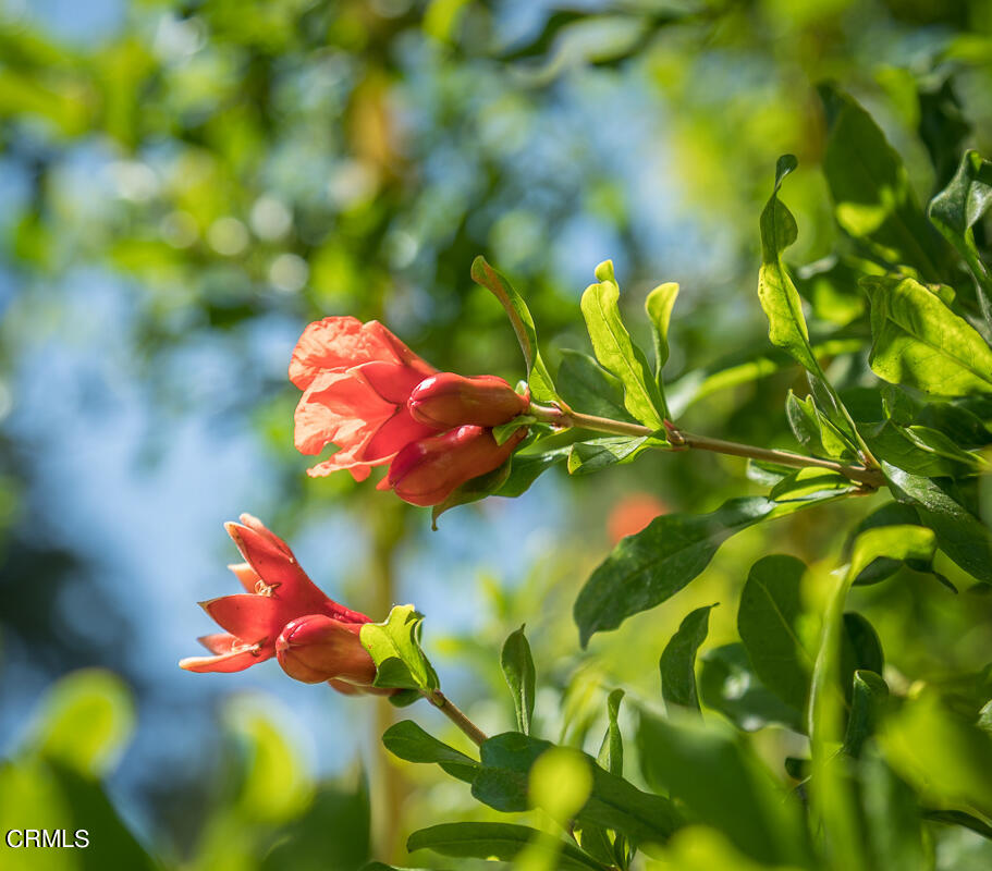 2420 Catherine Road Altadena, CA 91001 - Photo 41 of 43 a close up of a flower in a garden