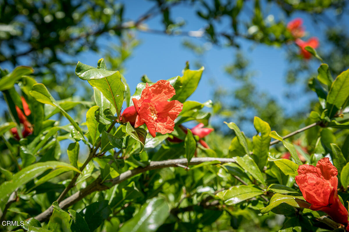 2420 Catherine Road Altadena, CA 91001 - Photo 42 of 43 a view of a tree with a flower