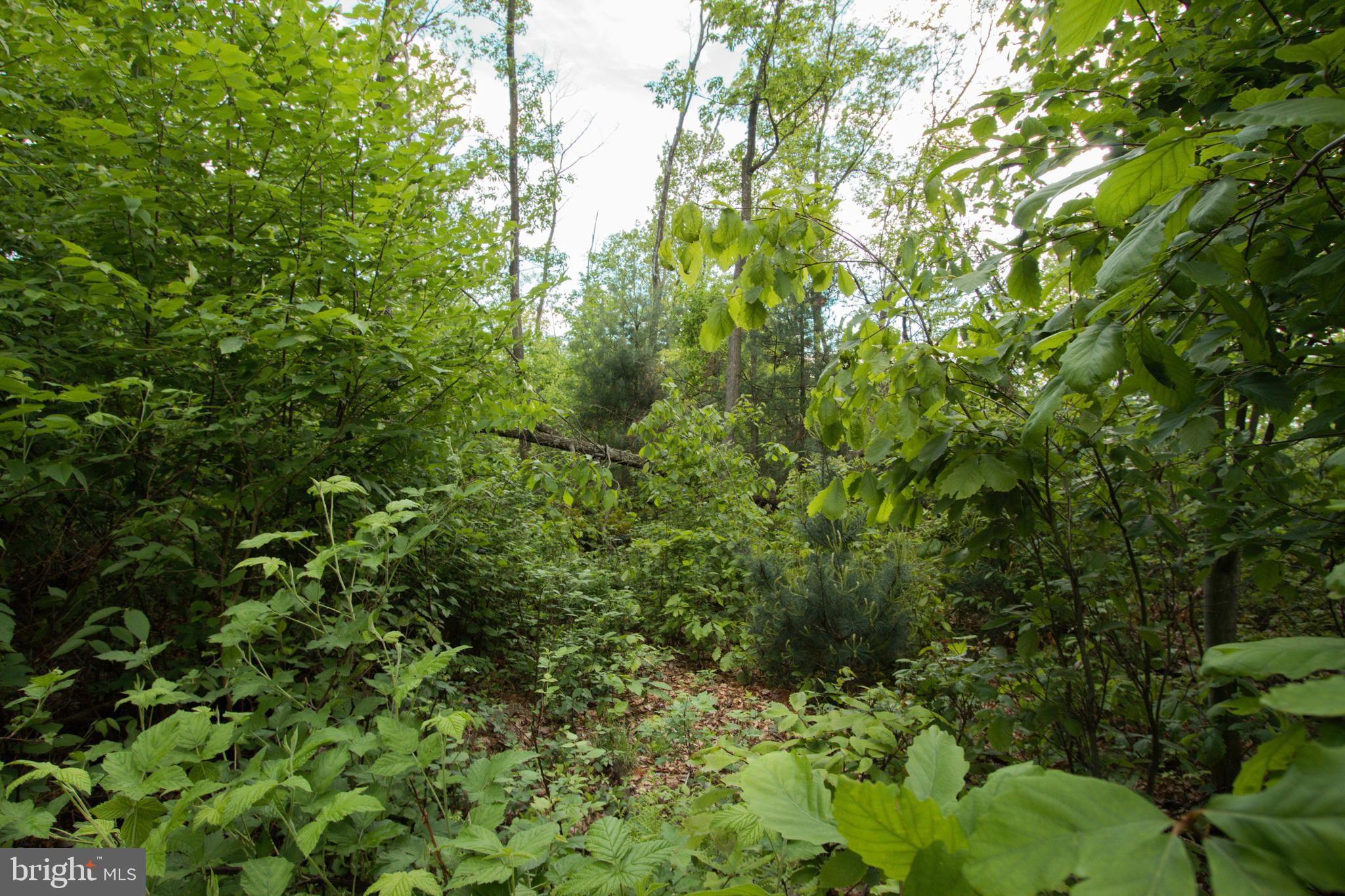 Rambo Hill Road Shermans Dale, PA 17090 - Photo 13 of 20 Gallery Image 13