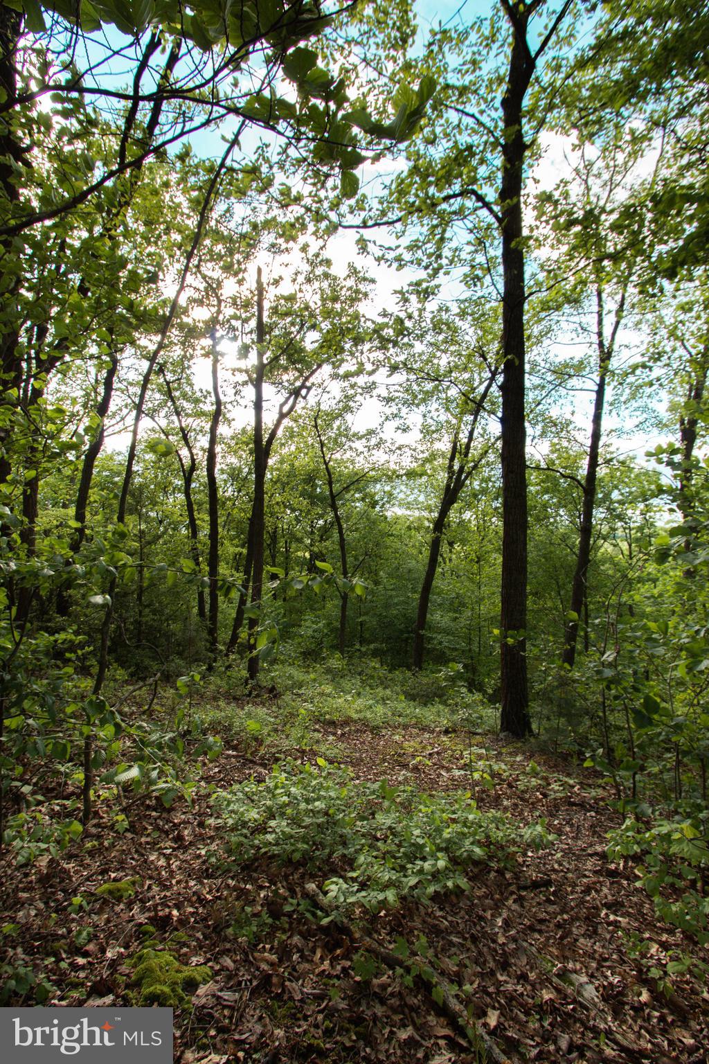 Rambo Hill Road Shermans Dale, PA 17090 - Photo 14 of 20 Gallery Image 14
