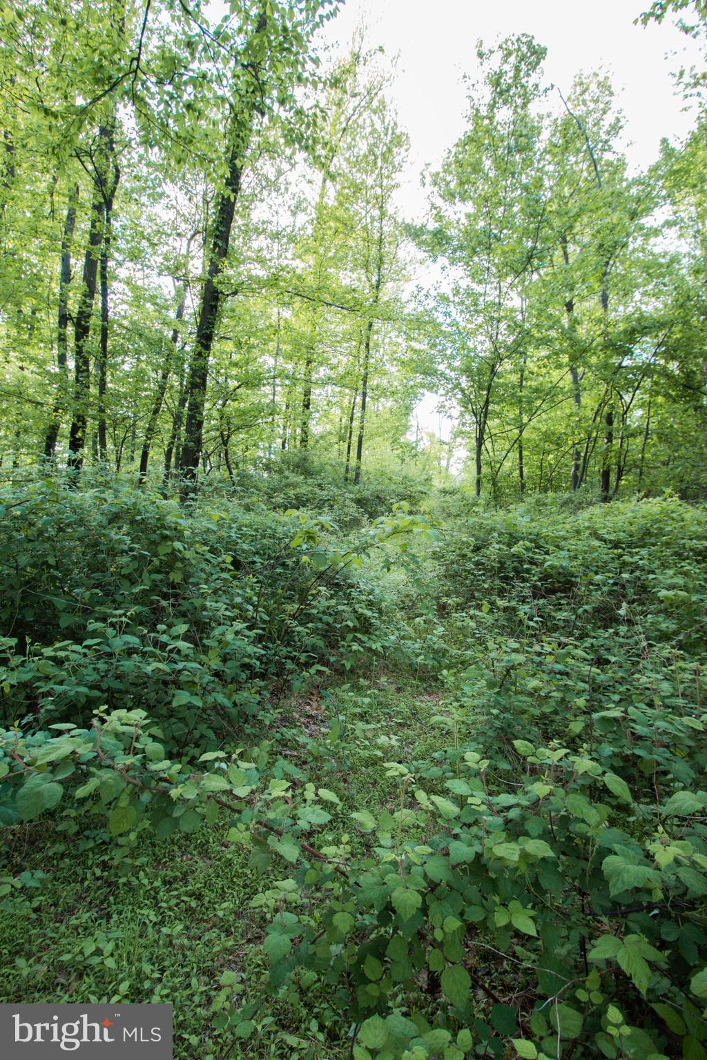 Rambo Hill Road Shermans Dale, PA 17090 - Photo 9 of 20 Gallery Image 9