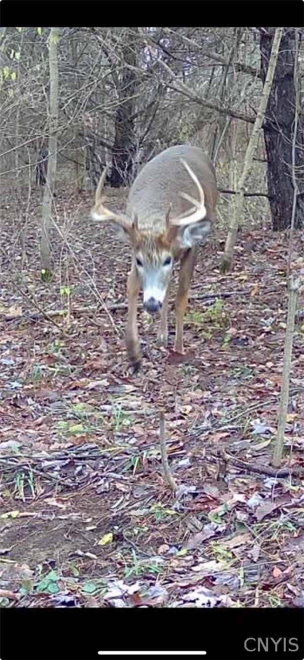 Stramba Road Cincinnatus, NY 13040 - Photo 6 of 23