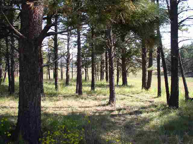 2267 Alpine Az 85920 Alpine, AZ 85920 - Photo 2 of 5
