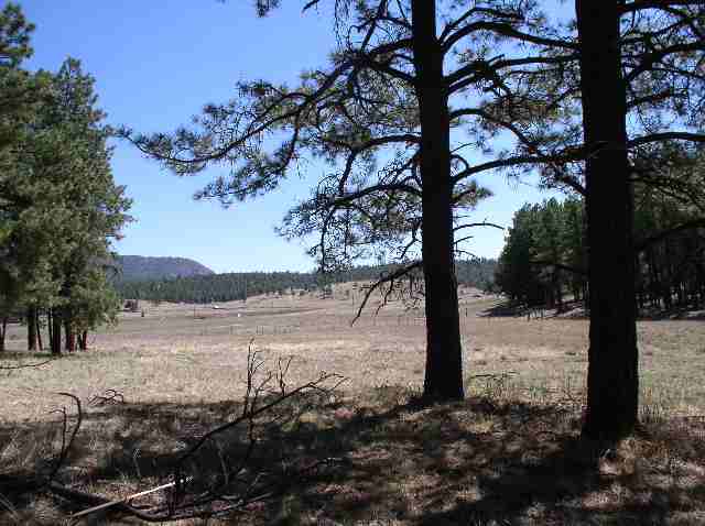2267 Alpine Az 85920 Alpine, AZ 85920 - Photo 3 of 5
