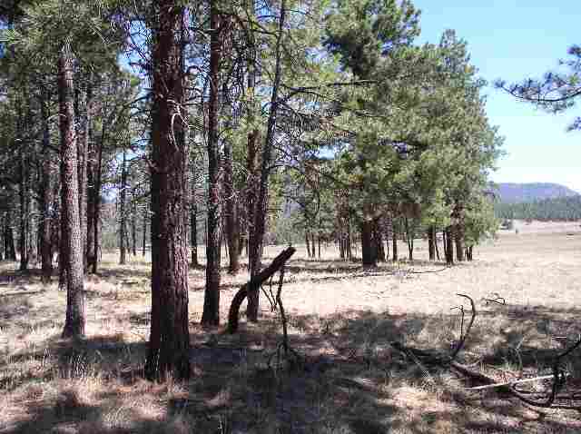 2267 Alpine Az 85920 Alpine, AZ 85920 - Photo 5 of 5