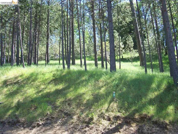 a big yard with lots of green space and trees