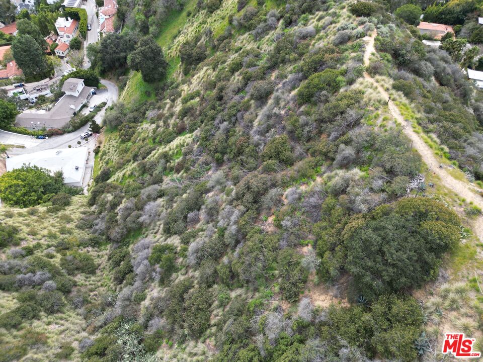 0 Woods Drive Los Angeles, CA 90069 - Photo 8 of 16 a view of a forest