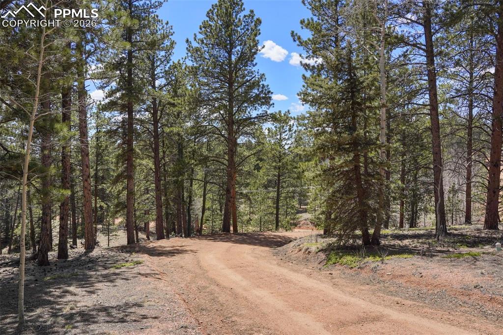 2450 Pathfinder Road Florissant, CO 80816 - Photo 22 of 29 a view of a tree in front of a house
