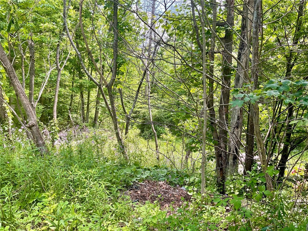 118 Snowburg Road Southport, NY 14871 - Photo 35 of 50 Beautiful woods!