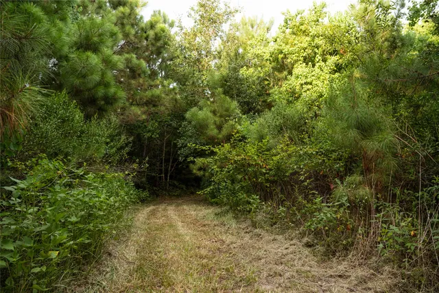 a view of a yard with plants and large trees