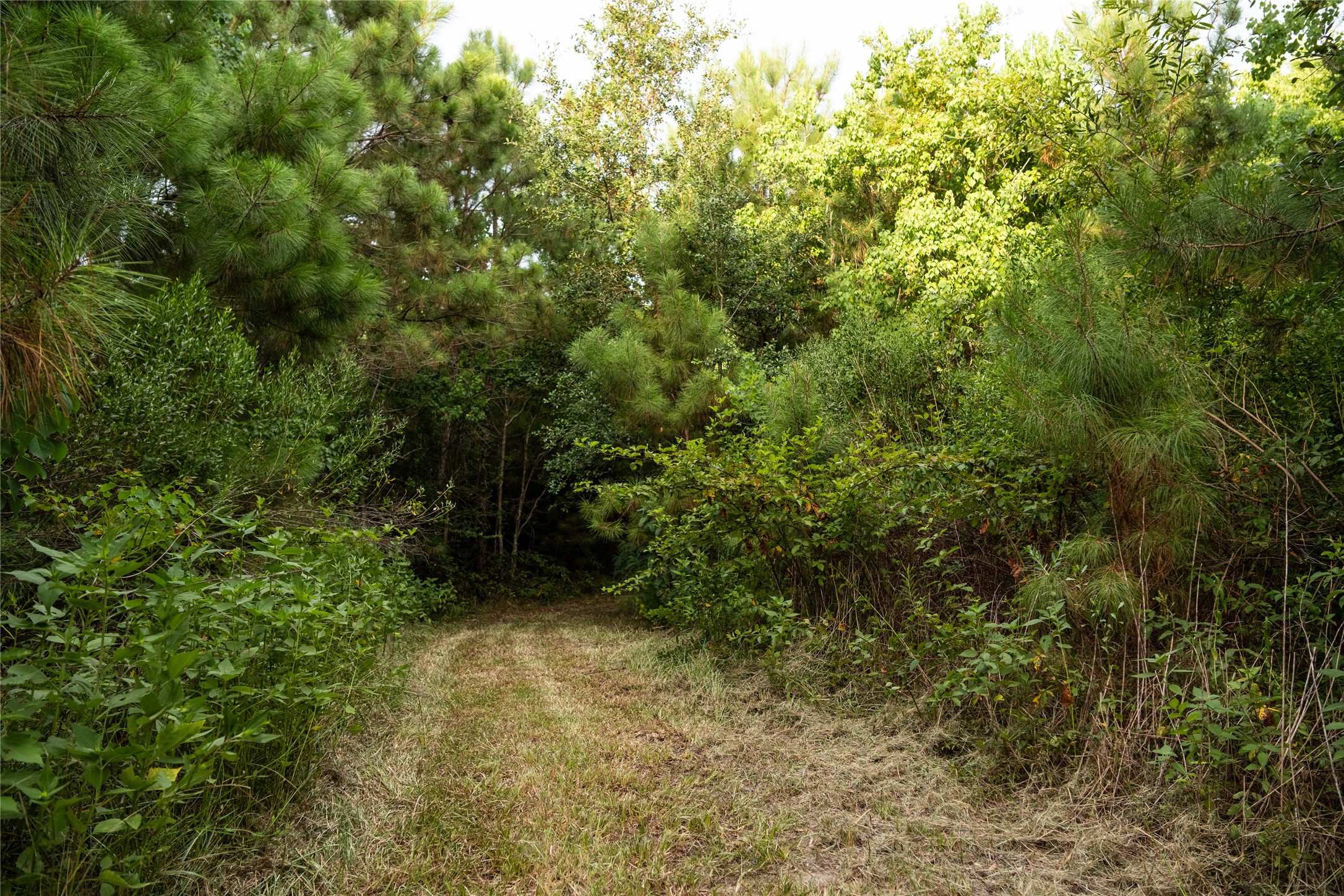 a view of a yard with plants and large trees