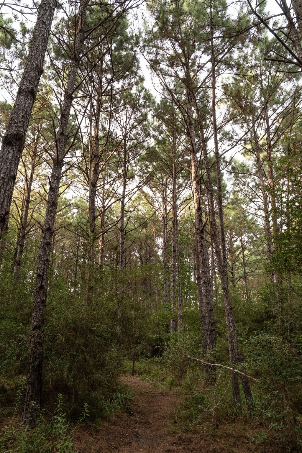 Tbd Barrow-White Road Anahuac, TX 77514 - Photo 11 of 22 a view of a yard with trees