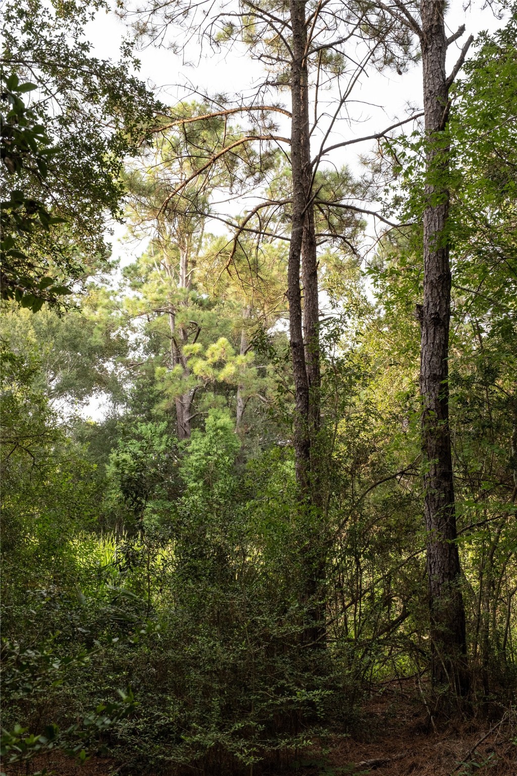 Tbd Barrow-White Road Anahuac, TX 77514 - Photo 12 of 22 a view of a yard with a tree