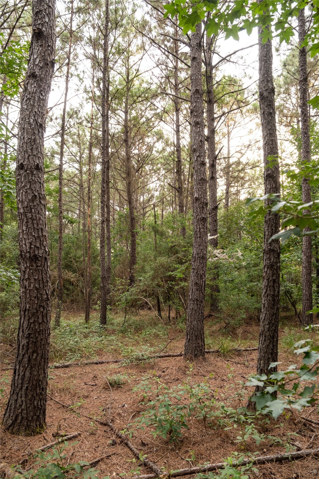 Tbd Barrow-White Road Anahuac, TX 77514 - Photo 13 of 22 a view of a forest
