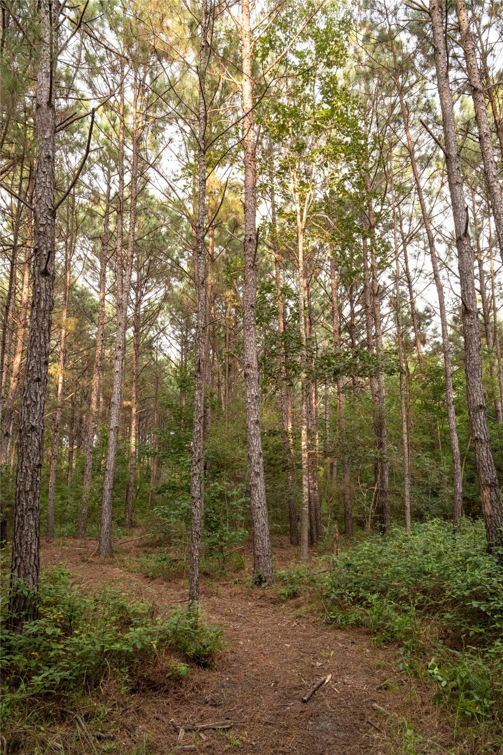 Tbd Barrow-White Road Anahuac, TX 77514 - Photo 14 of 22 a view of a forest with trees in the background