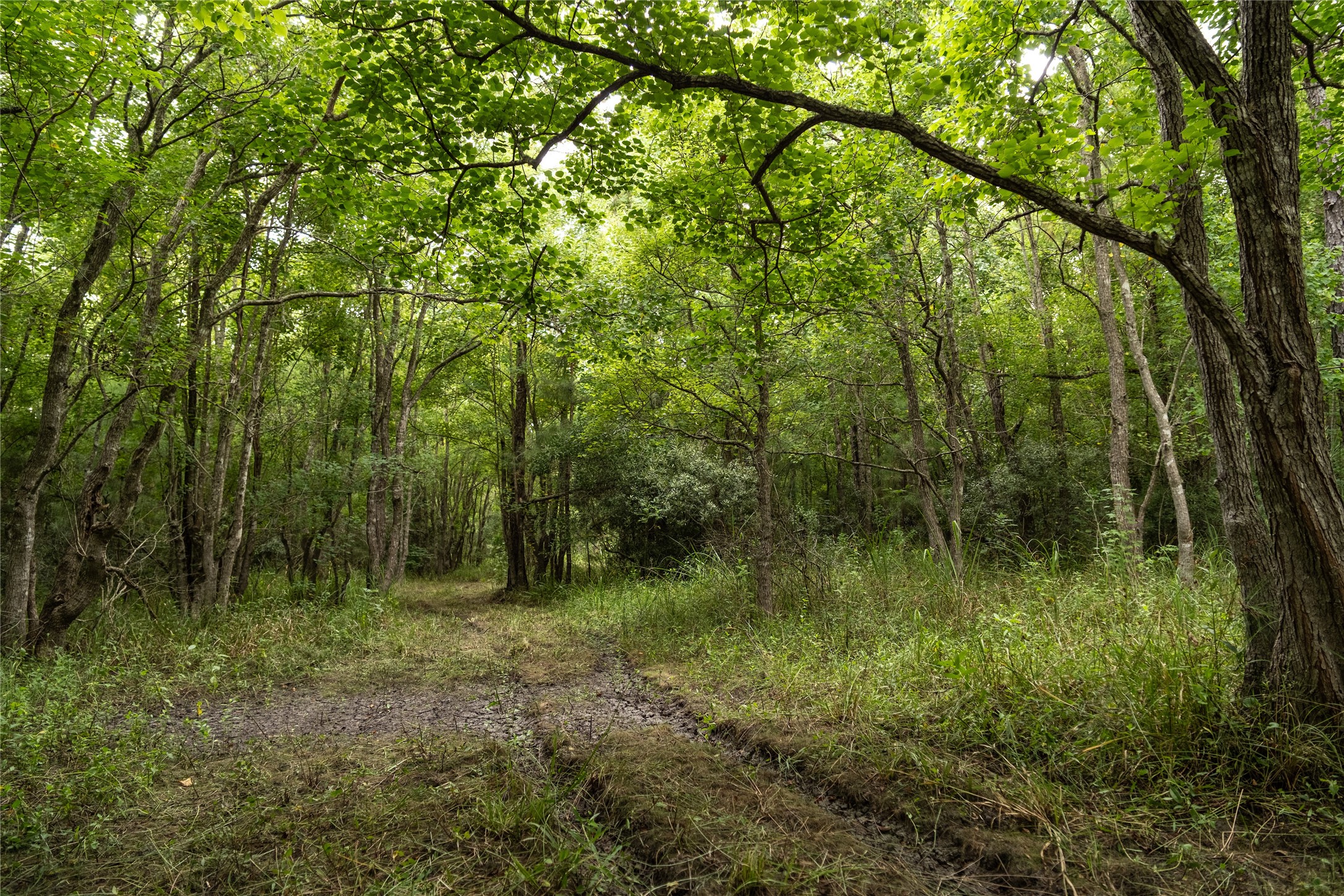 Tbd Barrow-White Road Anahuac, TX 77514 - Photo 15 of 22 a view of a lush green forest with lots of trees