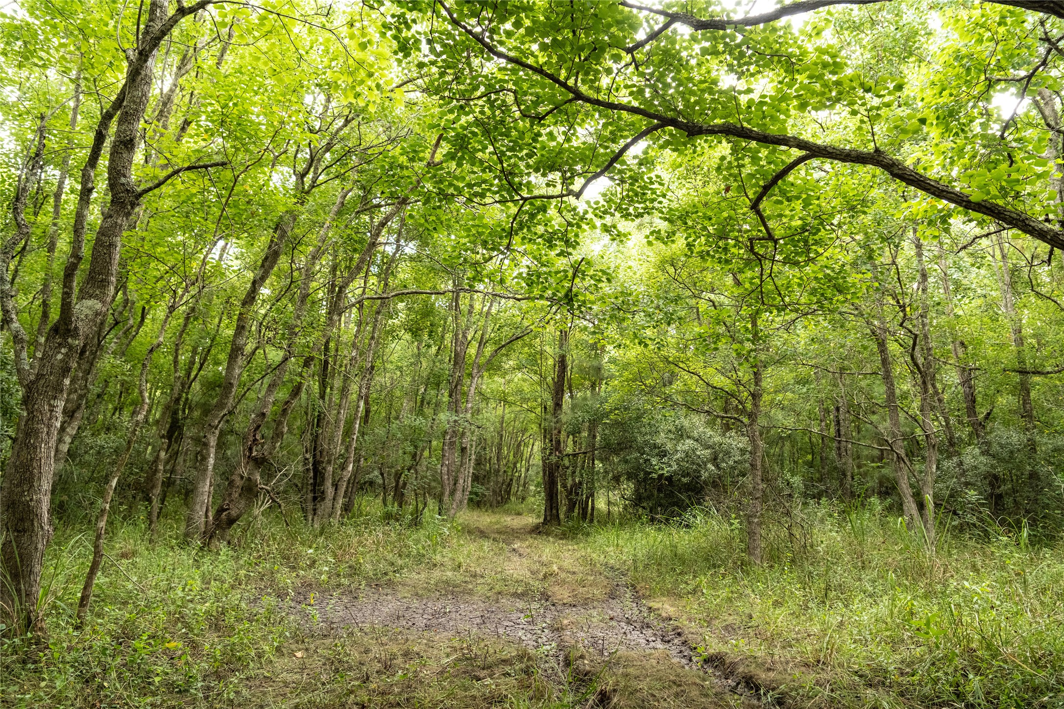Tbd Barrow-White Road Anahuac, TX 77514 - Photo 16 of 22 a view of a lush green space