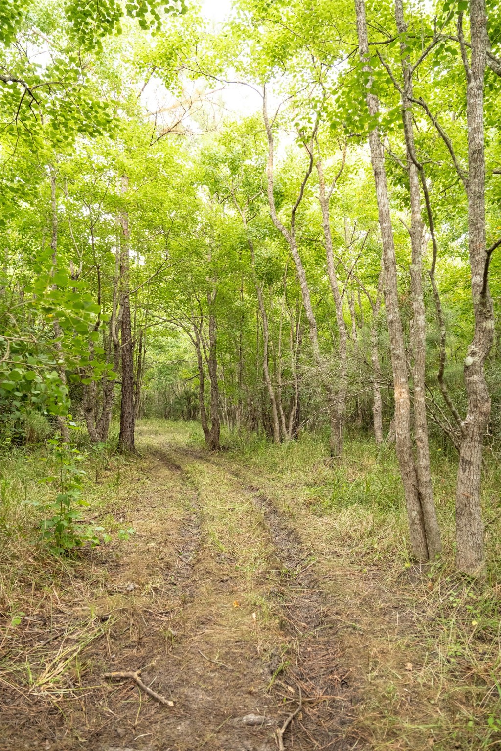 Tbd Barrow-White Road Anahuac, TX 77514 - Photo 17 of 22 a view of a yard with trees in the background