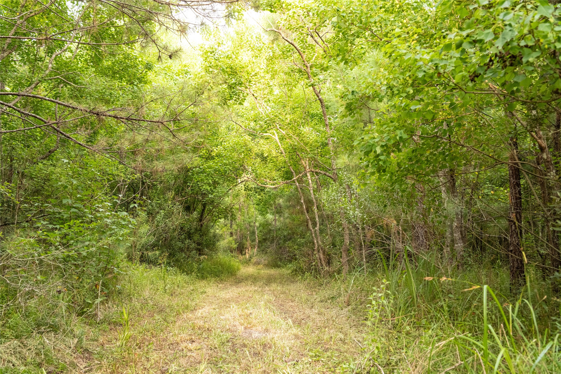 Tbd Barrow-White Road Anahuac, TX 77514 - Photo 18 of 22 a view of a yard