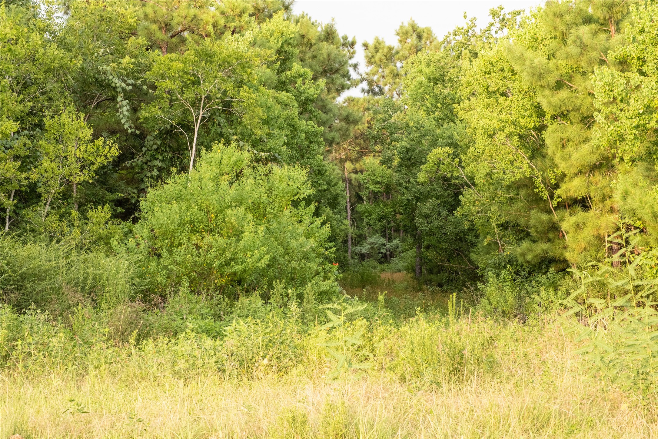 Tbd Barrow-White Road Anahuac, TX 77514 - Photo 19 of 22 a view of a yard