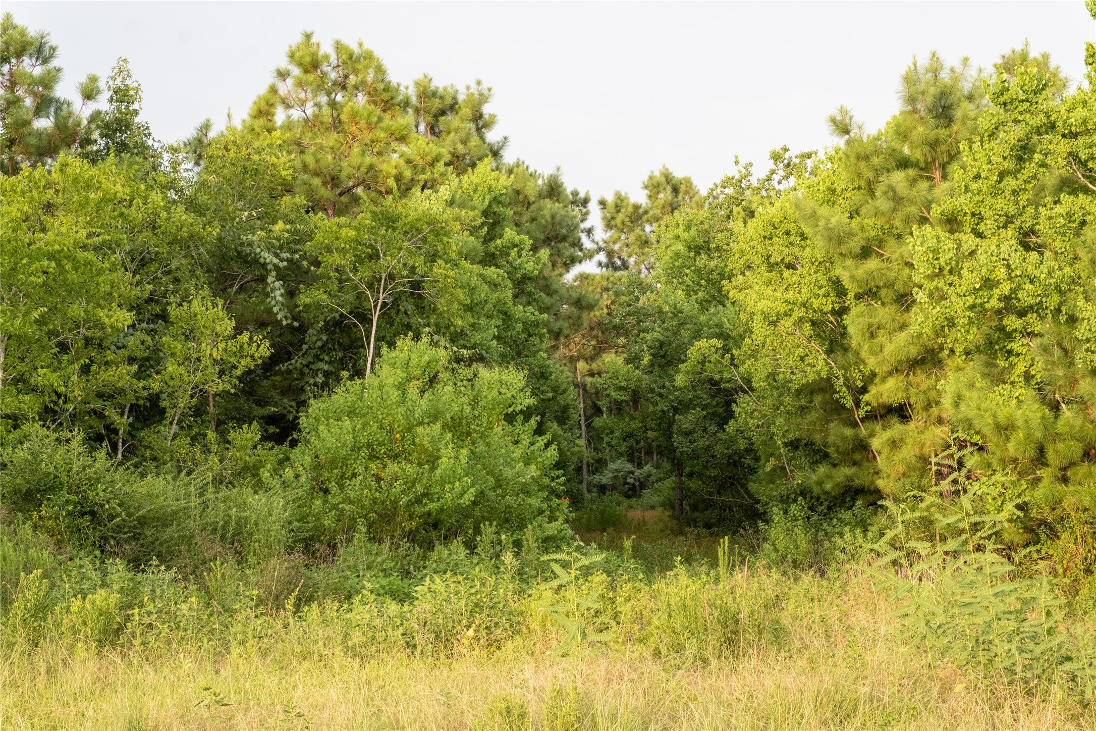 Tbd Barrow-White Road Anahuac, TX 77514 - Photo 20 of 22 a view of a yard