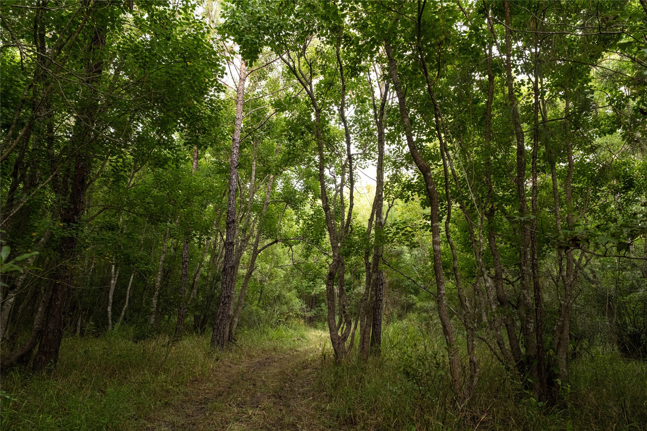 Tbd Barrow-White Road Anahuac, TX 77514 - Photo 2 of 22 a view of a yard