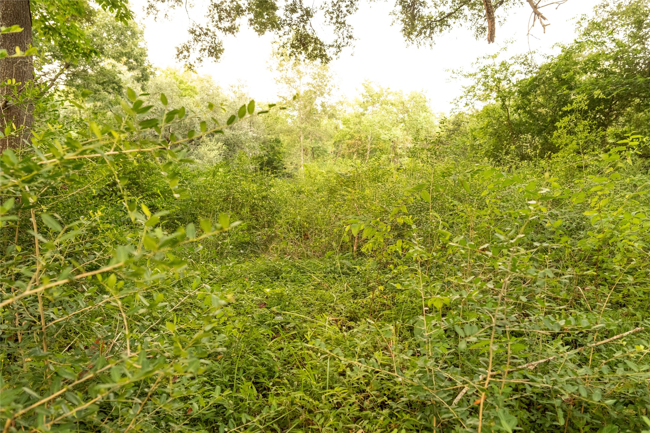 Tbd Barrow-White Road Anahuac, TX 77514 - Photo 22 of 22 a view of a large yard with plants and large trees