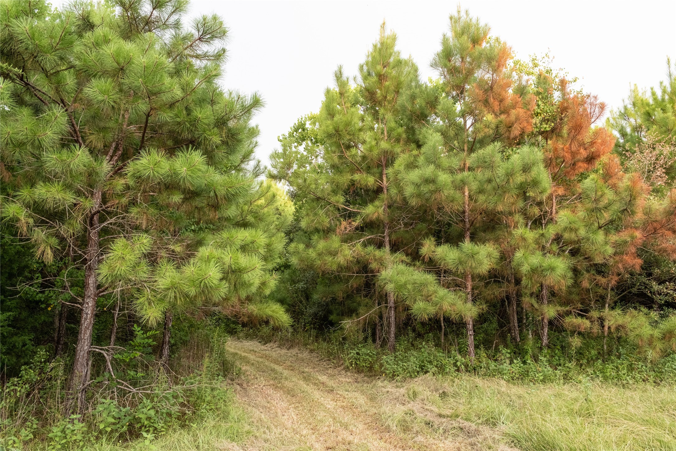 Tbd Barrow-White Road Anahuac, TX 77514 - Photo 3 of 22 a view of a lake with a tree