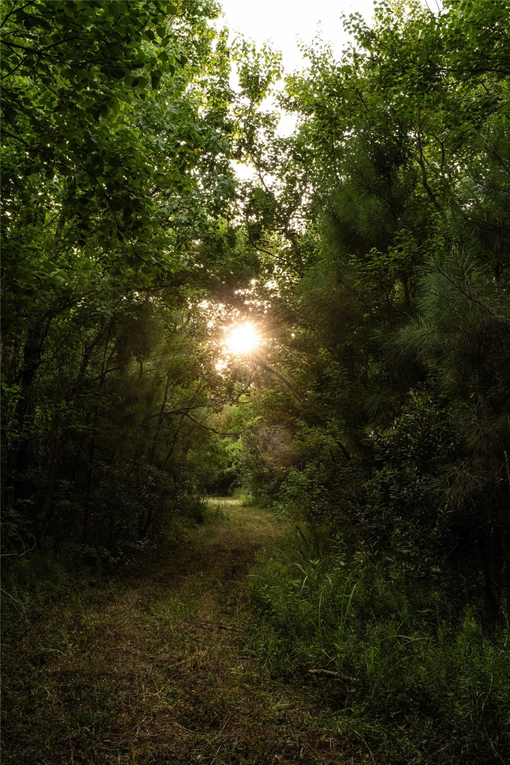 Tbd Barrow-White Road Anahuac, TX 77514 - Photo 4 of 22 a view of a yard
