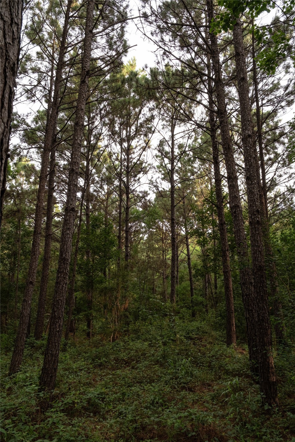Tbd Barrow-White Road Anahuac, TX 77514 - Photo 5 of 22 a view of a forest with trees in the background