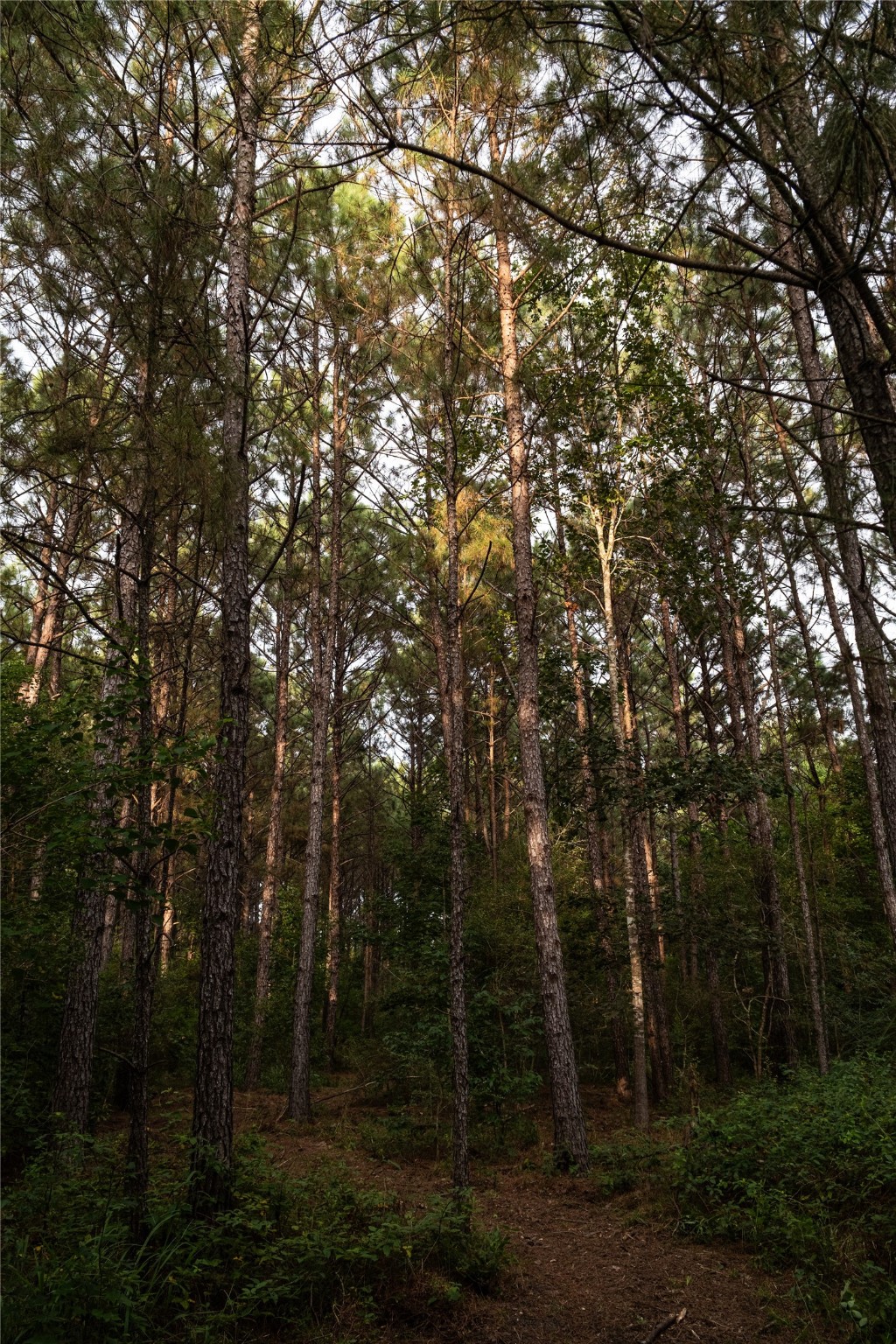 Tbd Barrow-White Road Anahuac, TX 77514 - Photo 6 of 22 a view of a forest with trees in the background