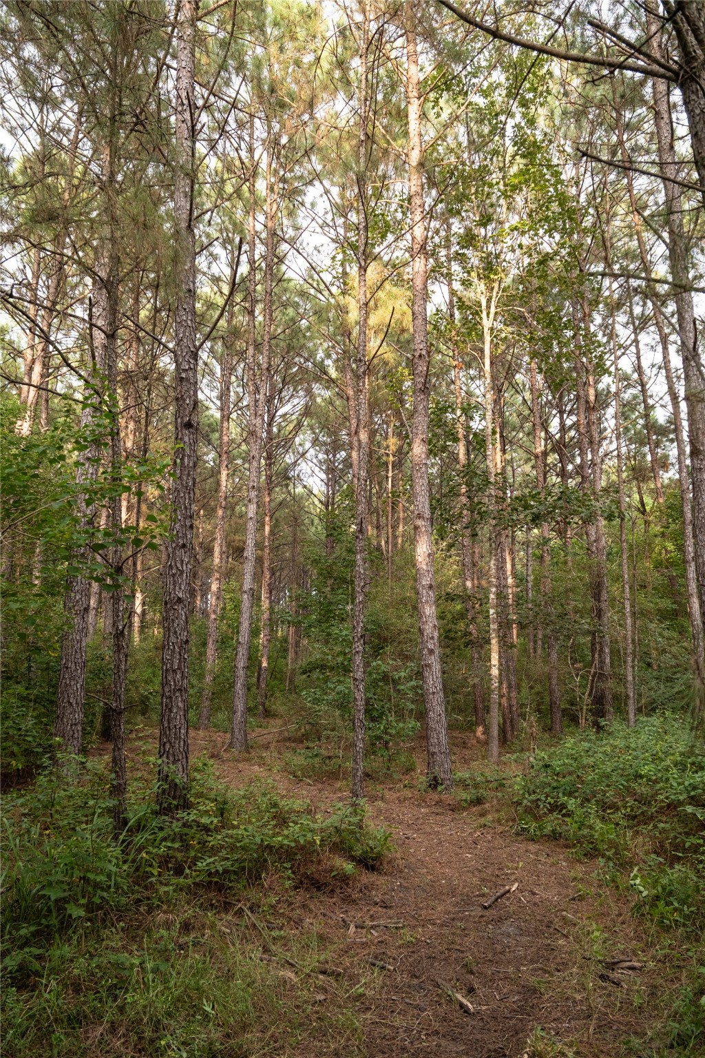 Tbd Barrow-White Road Anahuac, TX 77514 - Photo 7 of 22 a view of a forest with trees