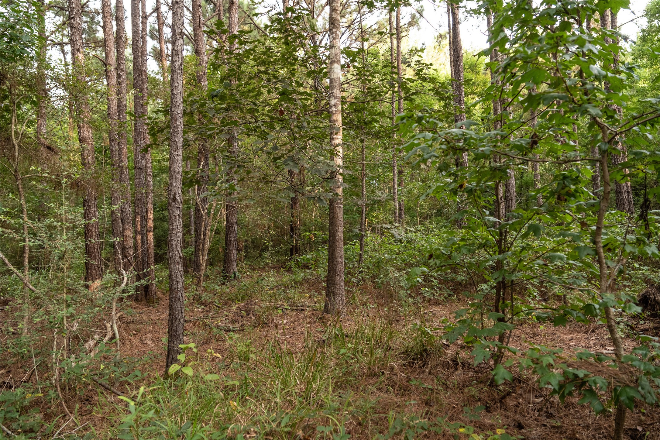 Tbd Barrow-White Road Anahuac, TX 77514 - Photo 8 of 22 a view of a forest