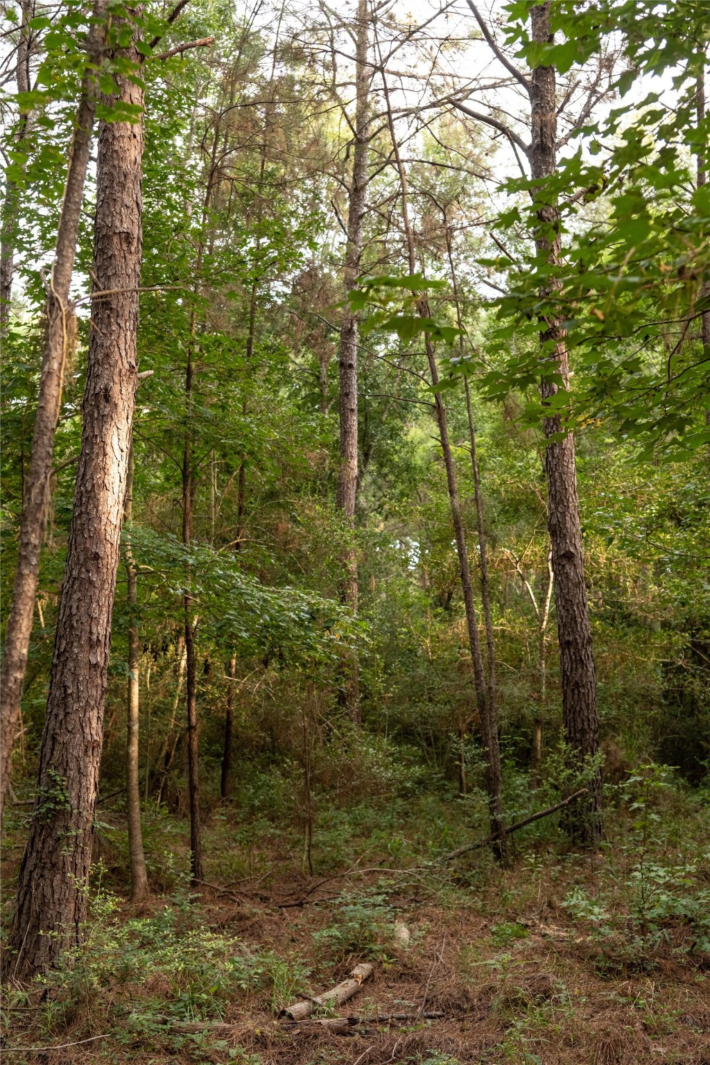 Tbd Barrow-White Road Anahuac, TX 77514 - Photo 9 of 22 a view of a forest