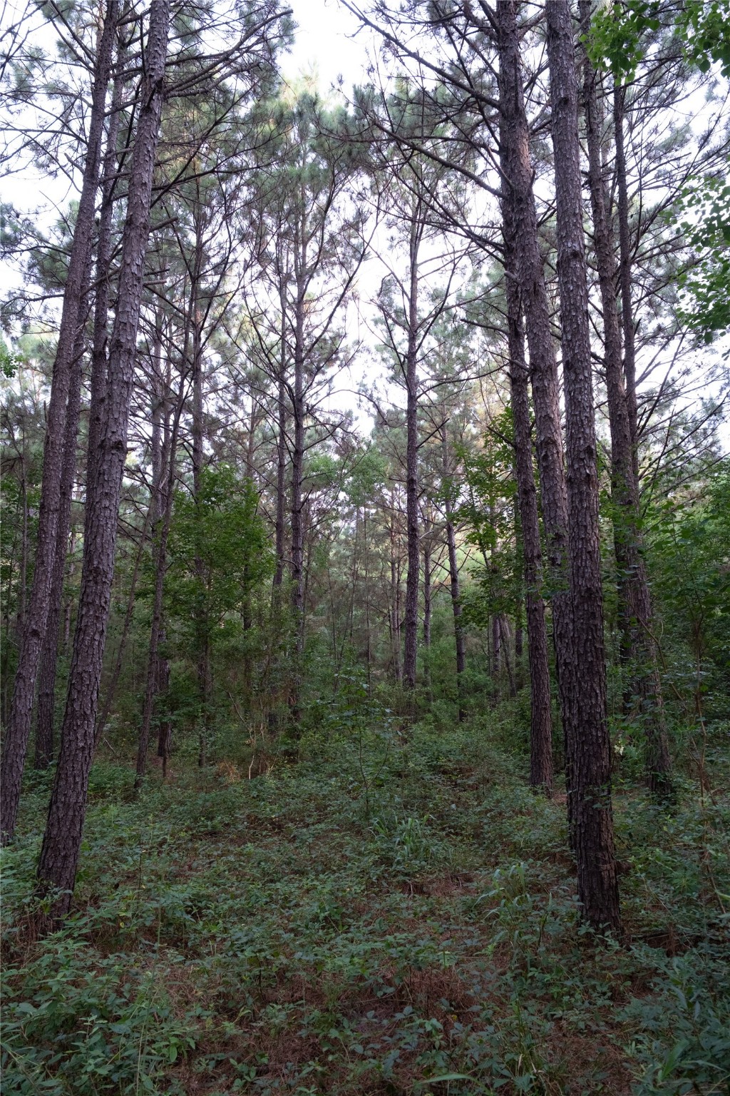 Tbd Barrow-White Road Anahuac, TX 77514 - Photo 10 of 22 a view of a forest with trees in the background