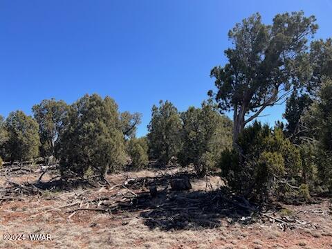 Lot 35 Backward C Road Clay Springs, AZ 85923 - Photo 1 of 22