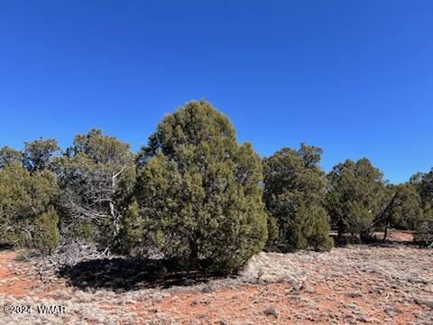 Lot 35 Backward C Road Clay Springs, AZ 85923 - Photo 11 of 22