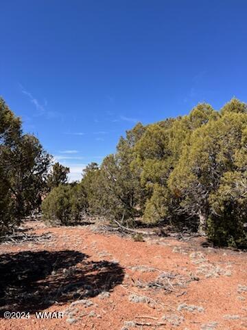 Lot 35 Backward C Road Clay Springs, AZ 85923 - Photo 5 of 22