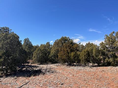 Lot 35 Backward C Road Clay Springs, AZ 85923 - Photo 6 of 22