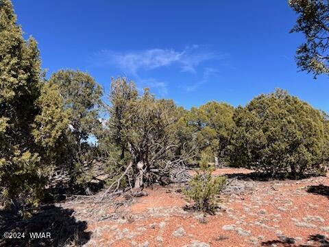 Lot 35 Backward C Road Clay Springs, AZ 85923 - Photo 7 of 22