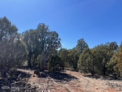 Lot 35 Backward C Road Clay Springs, AZ 85923 - Photo 8 of 22